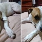 Héroe Canino: Coffy Defiende a su Dueño en Uruapan