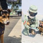 Ejército de México Adopta al Perro del Desfile Militar