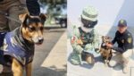 perro-Ejército-Mexicano-