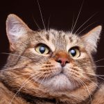 ¿Por qué el Día Internacional del Gato se celebra tres veces?