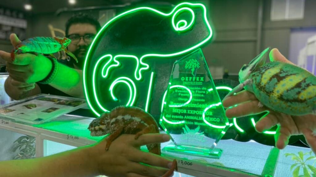 Serpientes, arañas y ajolotes te esperan en Animalia 2026