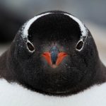 Antártida revela especie de pingüino nunca antes registrada