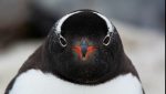 Antártida revela inesperada especie de pingüino