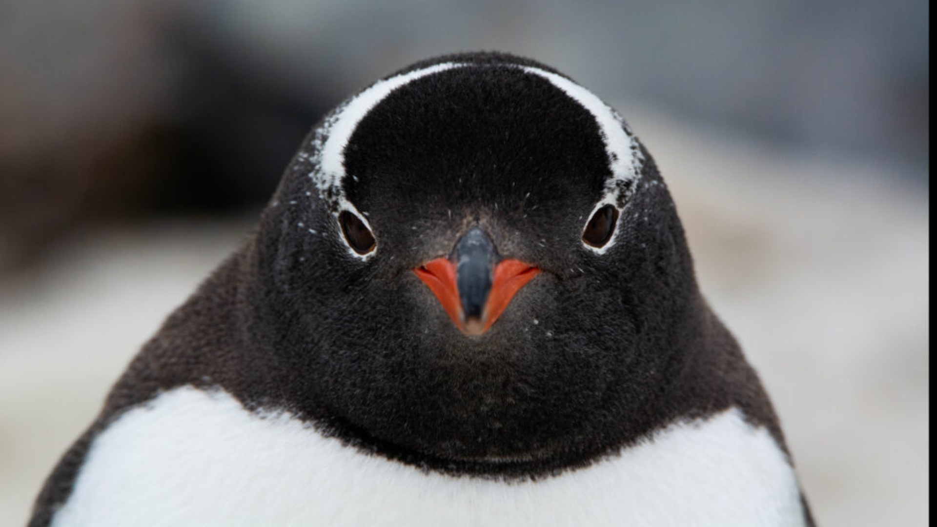 Antártida revela especie de pingüino nunca antes registrada
