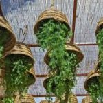 Festival de Macetas: plan perfecto para amantes de plantas
