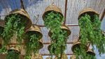 Festival de Macetas 2026 reúne plantas, cerámica y diseño