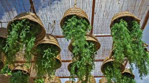 Festival de Macetas: plan perfecto para amantes de plantas