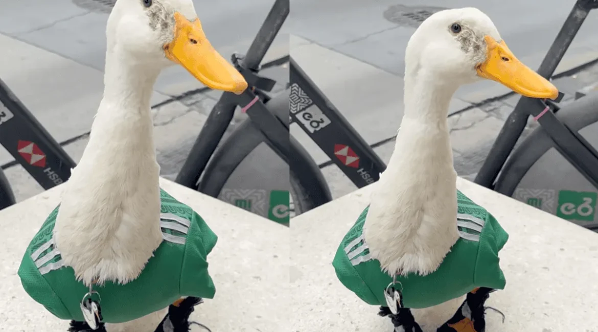 El pato Merlin, compite con mascotas del mundial