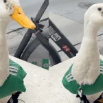 ¿Por qué ya no vemos mascotas como antes en los Mundiales?
