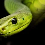 México y la Serpiente: miedo, mitos y conservación