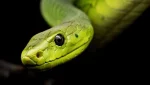 Conservación de serpientes en México