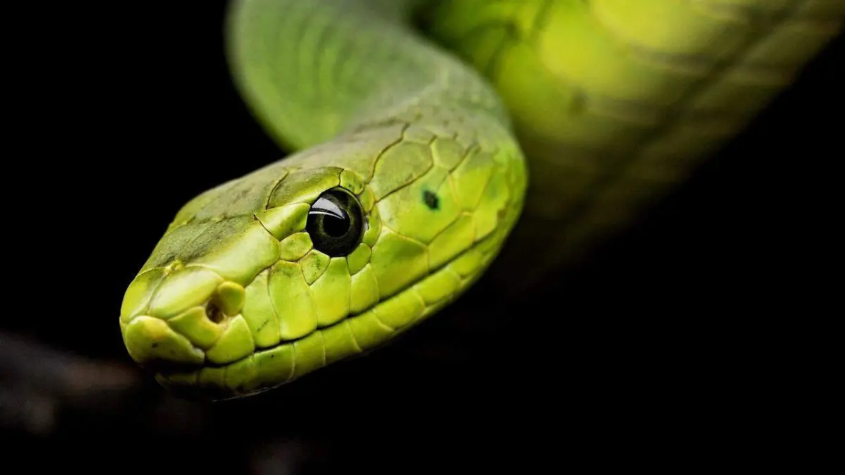 México y la Serpiente: miedo, mitos y conservación