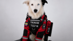 De perro rescatado a símbolo de esperanza