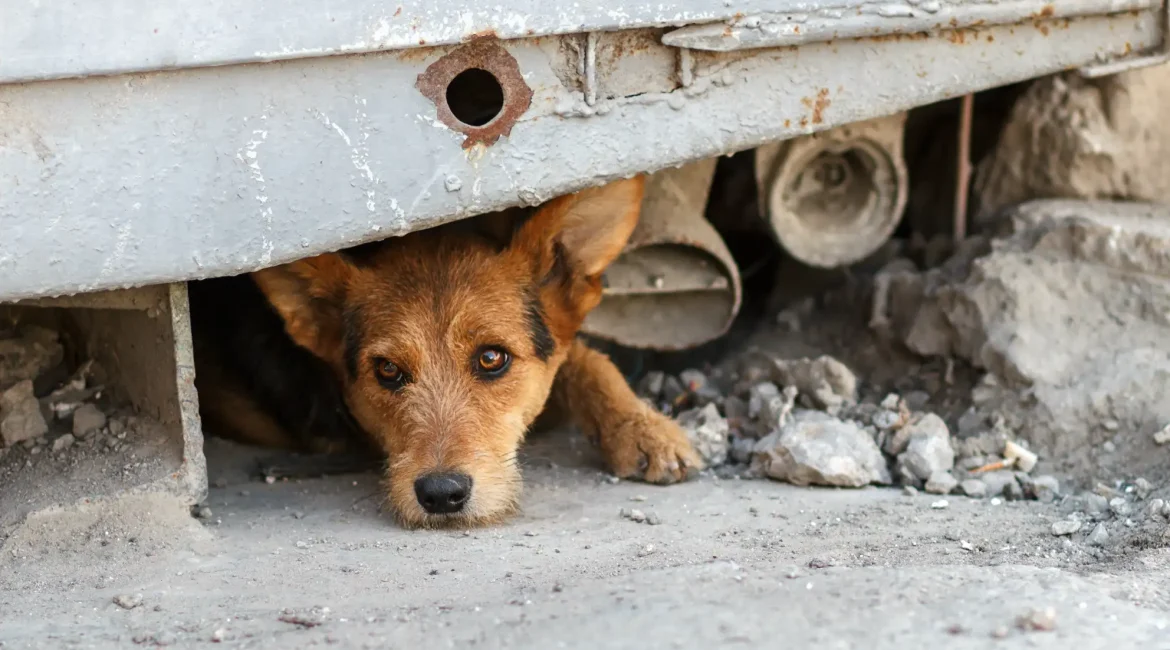 El abandono de perros sigue en ascenso