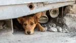 El abandono de perros sigue en ascenso