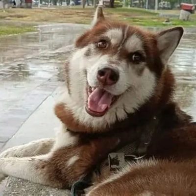 Divorcio termina con pensión alimenticia para el perro