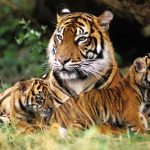 ¿Por qué se celebra el Día Internacional del Tigre hoy?
