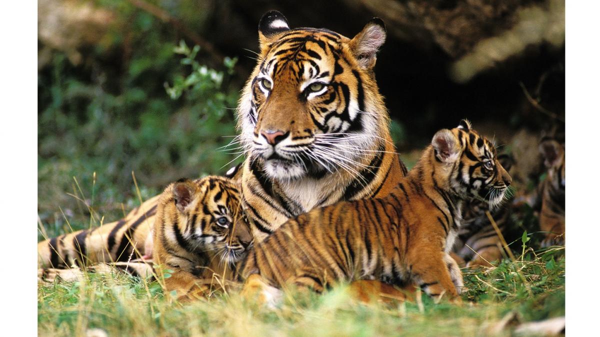 ¿Por qué se celebra el Día Internacional del Tigre hoy?