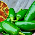 Cofepris investiga el Jalapeño tras alerta de salmonella