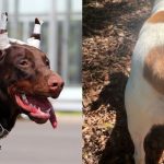 Europa restringe cortes estéticos practicados en Perros