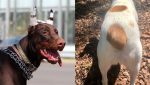 La ciencia cuestiona el corte de orejas y cola en perros