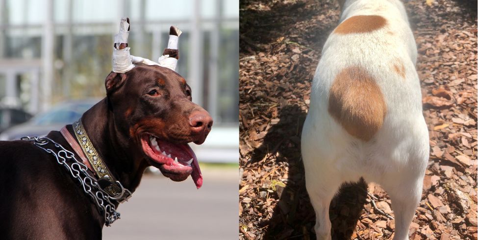 La ciencia cuestiona el corte de orejas y cola en perros
