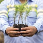 México alista reforestación de 6.6 millones de plantas