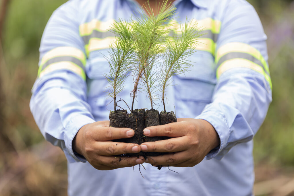 México alista reforestación de 6.6 millones de plantas