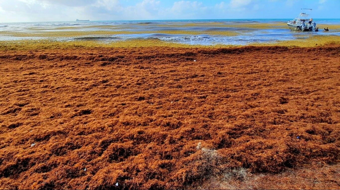 El Sargazo multiplica su presencia en el Caribe mexicano
