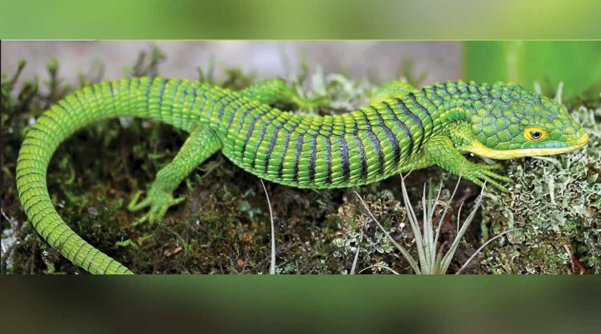 La Profepa aseguró 13 ejemplares de Dragón Mexicano que serían enviados de manera ilegal a Hong Kong,