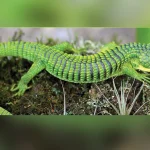 Profepa asegura 13 Dragones Mexicanos en paquetería