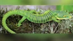 La Profepa aseguró 13 ejemplares de Dragón Mexicano que serían enviados de manera ilegal a Hong Kong,