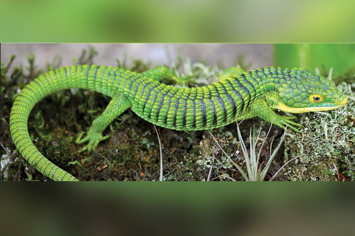 Profepa asegura 13 Dragones Mexicanos en paquetería