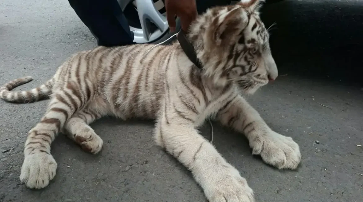 Iztapalapa: así fue el rescate de una tigresa de Bengala