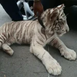 Iztapalapa: rescatan cachorro de tigre blanco de camioneta