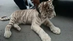 Iztapalapa: así fue el rescate de una tigresa de Bengala