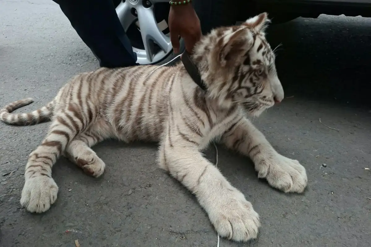 Iztapalapa: rescatan cachorro de tigre blanco de camioneta